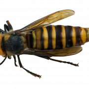Murder Hornet Bee