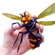 Assassinato hornet abelha png