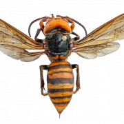 Murder Hornet Bee Png Clipart