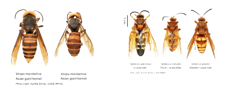 Murder Hornet Bee PNG Download Image