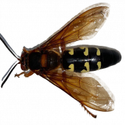 Arquivo PNG de Hornet Bee de Hornet