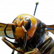 Murder Hornet Bee PNG HD Image