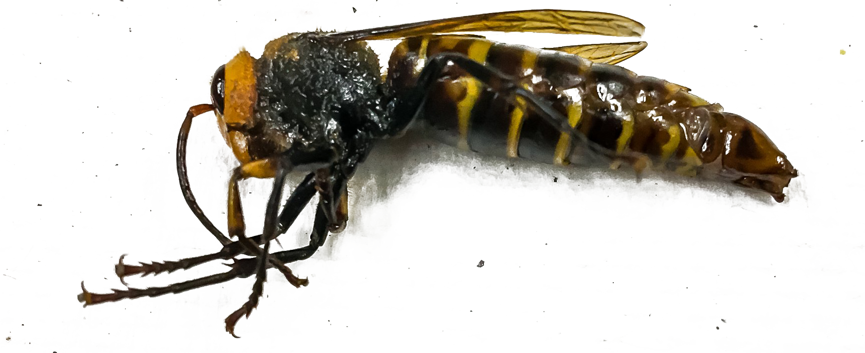 Murder Hornet Bee PNG High Quality Image