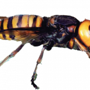 Murder Hornet Bee PNG Image