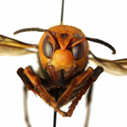 Murder Hornet Bee PNG Images
