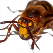 Murder Hornet Bee PNG Photo