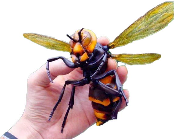 Murder Hornet Bee PNG