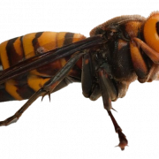 Cinayet Hornet Png İndir Görüntü