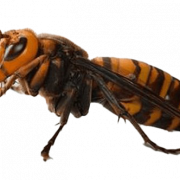Murder Hornet PNG High Quality Image