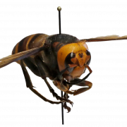 Asesinato Hornet Png Foto de HD transparente