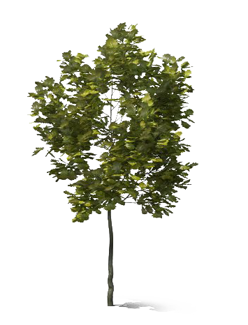 Oak Tree PNG Clipart