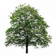 Oak Tree PNG Download Image