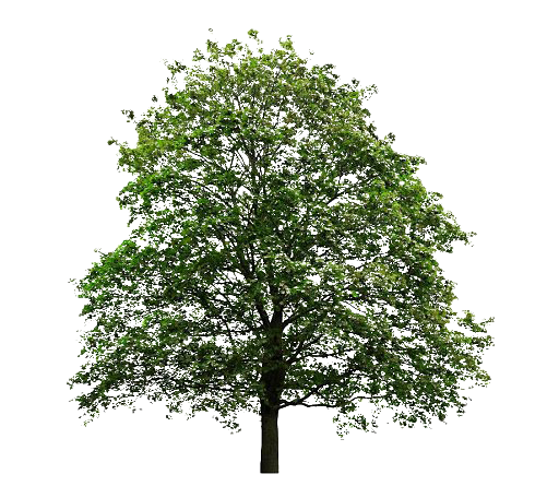 Oak Tree PNG Download Image