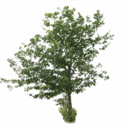 Oak Tree PNG File