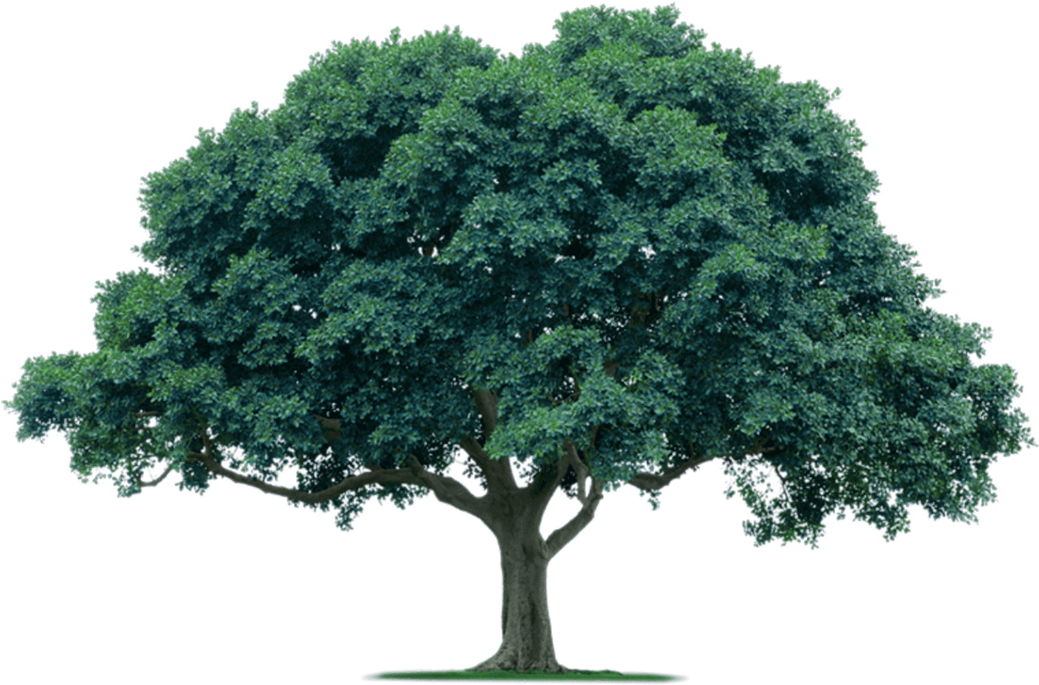 Oak Tree PNG Image