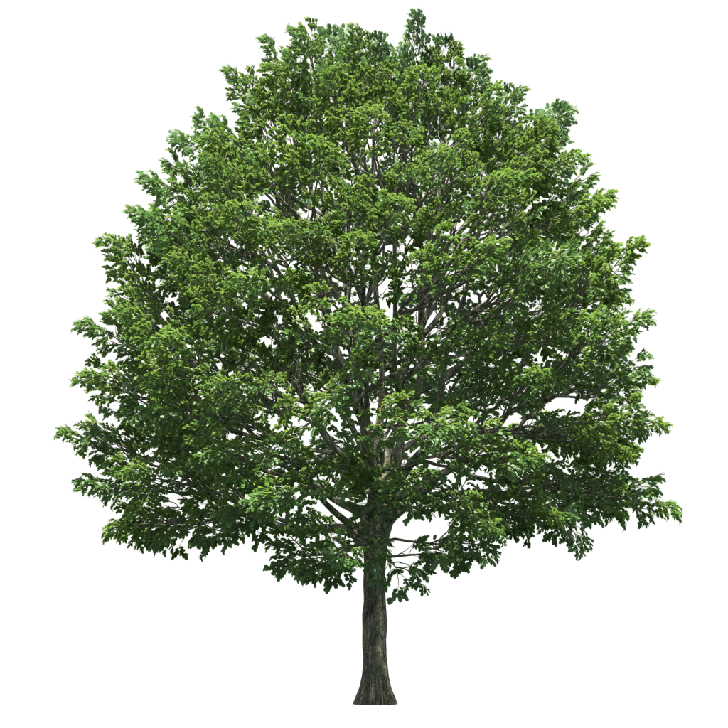 Oak Tree PNG Pic