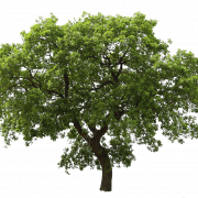 Oak Tree PNG Picture