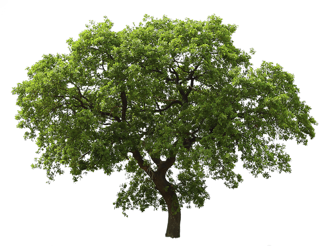 Oak Tree PNG Picture
