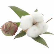Organic Cotton PNG File Download Free