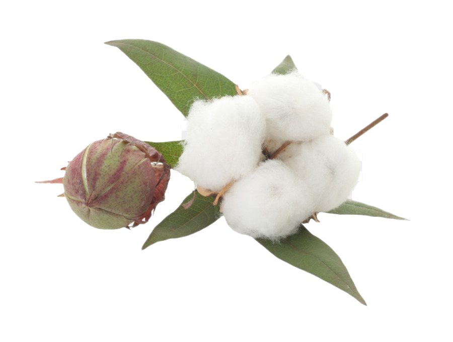 Organic Cotton PNG File Download Free
