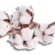 Organic Cotton PNG Free Download