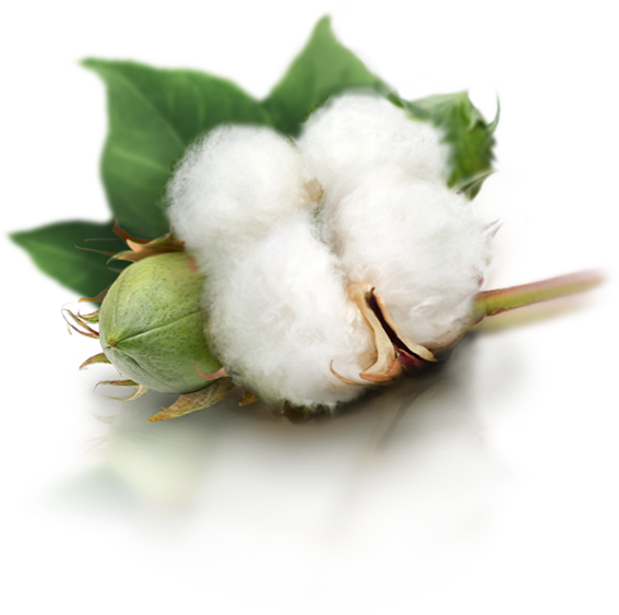 Organic Cotton PNG Free Image