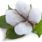 Image PNG de coton biologique