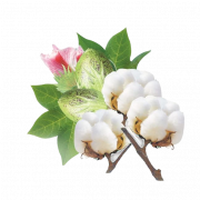 Organic Cotton PNG Image HD