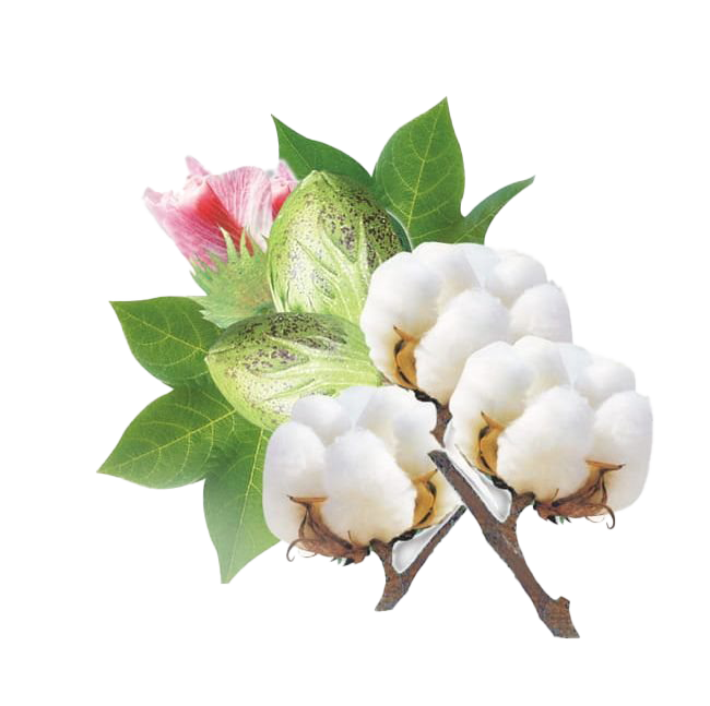 Organic Cotton PNG Image HD