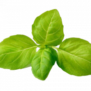 Pesto Leaves PNG Clipart
