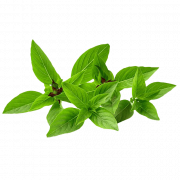 Pesto Leaves PNG Picture