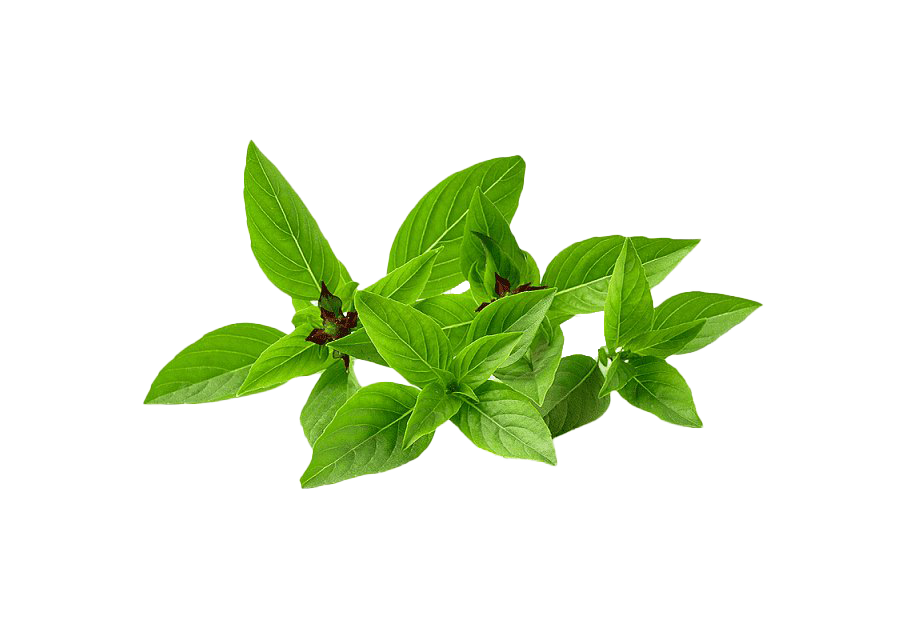 Pesto Leaves PNG Picture