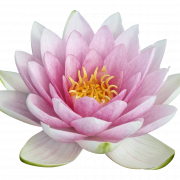 Pink Lotus PNG -bestand