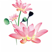 Pink Lotus PNG -Datei kostenlos herunterladen