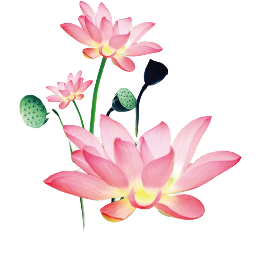 Download file png rosa lotus gratis