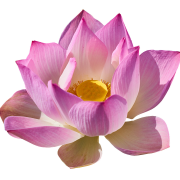 Roze lotus png gratis download