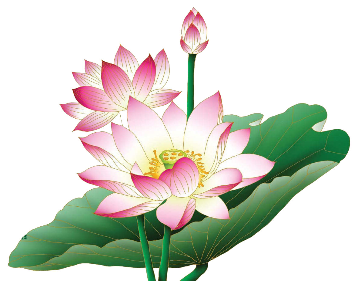Pink Lotus PNG Free Image