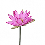 Pink Lotus PNG High Quality Image
