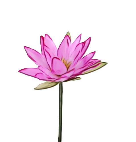 Pink Lotus PNG High Quality Image