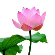 Roze lotus png afbeelding hd