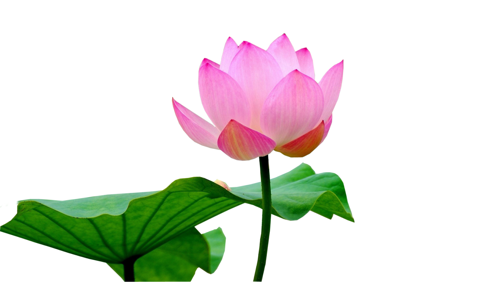 Pink Lotus PNG Image HD