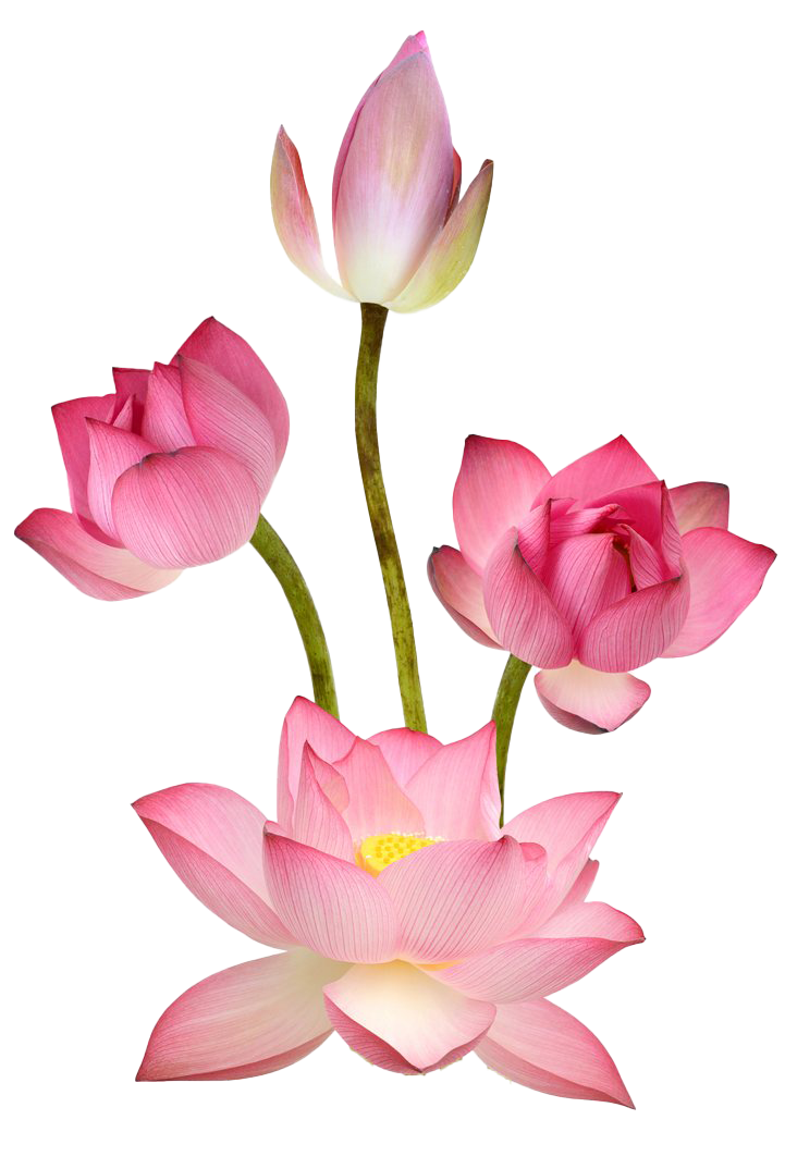 Pink Lotus PNG Images