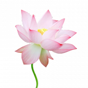 Foto png di loto rosa