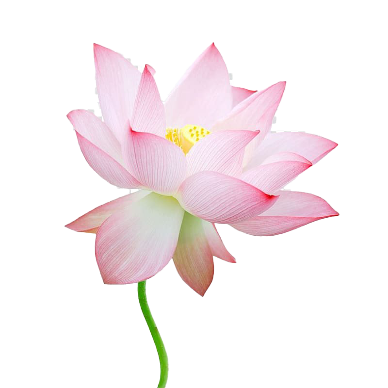 Pink Lotus PNG Photo