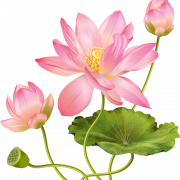 Roze lotus png foto