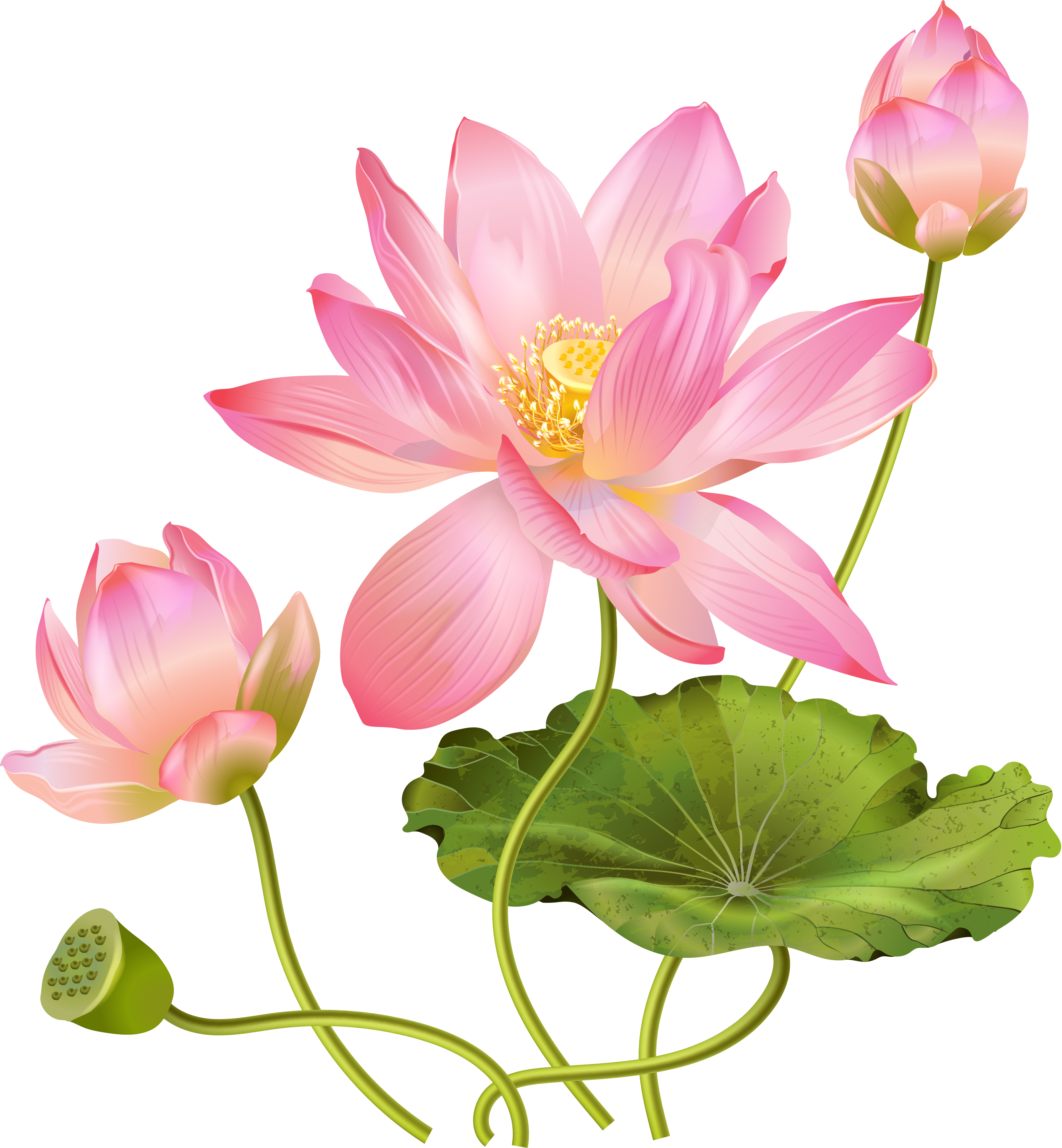Pink Lotus PNG Picture