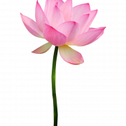 ดอกบัวสีชมพูโปร่งใส