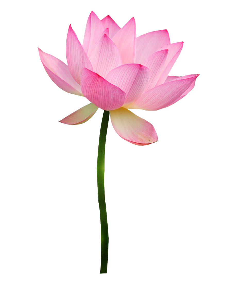 Pink Lotus Transparent