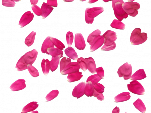 Pink Rose Flower Petals PNG