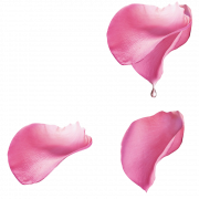 Pink Rose Flower Letals Png изображение